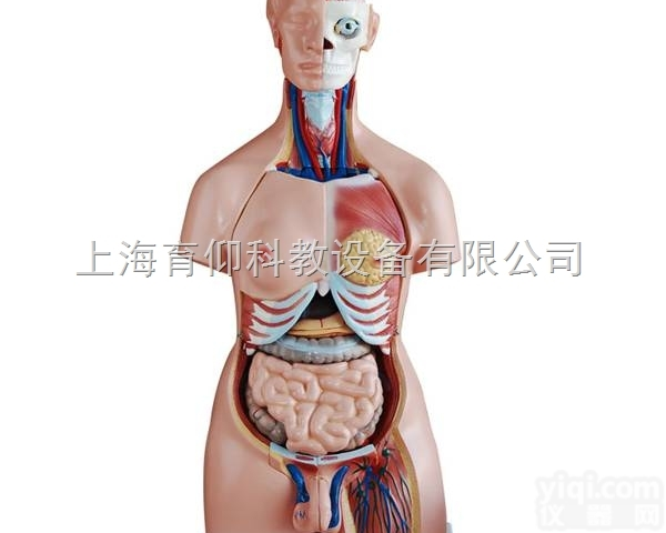 两性<em>互换</em><em>躯干</em>模型85cm（40件）|人体<em>躯干</em>模型
