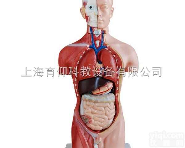 男性<em>躯干</em>模型42CM（13件）|人体<em>躯干</em>模型