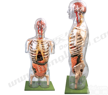 透明半身<em>躯干</em>附<em>内脏</em><em>模型</em>|人体<em>躯干</em><em>模型</em>