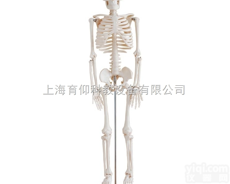 <em>人体</em>骨骼<em>模型</em>85cm|<em>人体</em>骨骼<em>模型</em>
