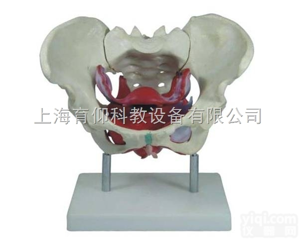 女性<em>骨盆</em>及<em>盆底</em>肌肉<em>模型</em>|人体骨骼<em>模型</em>