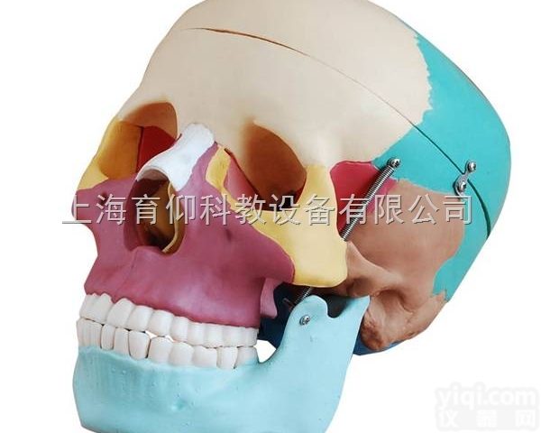 自然大头颅骨骨性<em>着色</em>模型|<em>人体</em><em>骨骼</em>模型