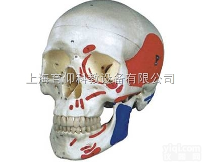 自然大头颅骨肌肉<em>着色</em>模型|<em>人体</em><em>骨骼</em>模型