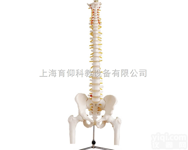 自然大<em>脊椎</em>附<em>骨盆</em>、半腿骨<em>模型</em>|人体骨骼<em>模型</em>