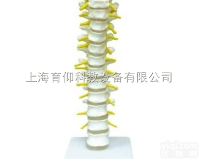 正常胸<em>椎骨</em><em>模型</em>|人体骨骼<em>模型</em>