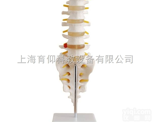自然大腰椎带尾<em>椎骨</em><em>模型</em>|人体骨骼<em>模型</em>