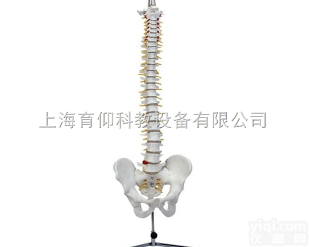 自然大脊椎<em>模型</em>（带<em>骨盆</em>）|人体骨骼<em>模型</em>