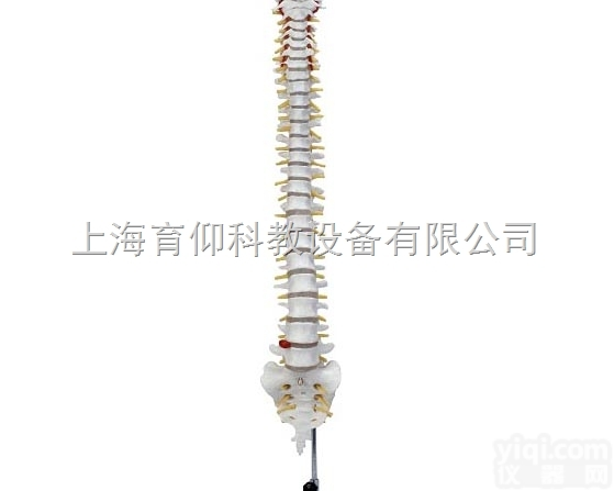 脊椎骨<em>模型</em>（带尾骨）|<em>人体</em><em>骨骼</em><em>模型</em>