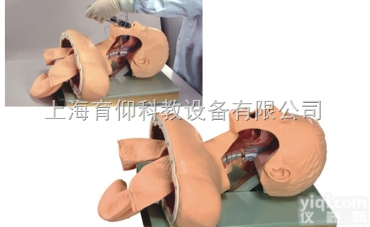 高级人体<em>气管</em><em>插管</em>训练<em>模型</em>|<em>气管</em><em>插管</em><em>模型</em>