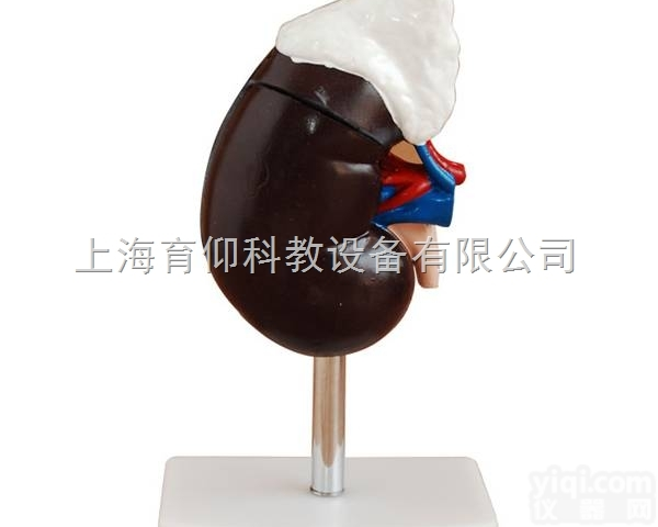 肾<em>解剖</em>附肾上腺<em>模型</em>|泌尿生殖系统<em>模型</em>