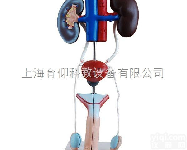 男性泌尿生殖系统解剖模型|<em>泌尿生殖系统模型</em>