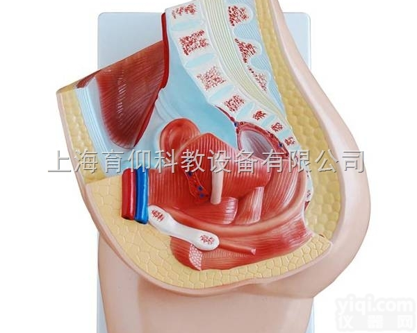 女性<em>盆腔</em><em>正中</em>矢状<em>解剖</em>（2件）|泌尿生殖系统模型