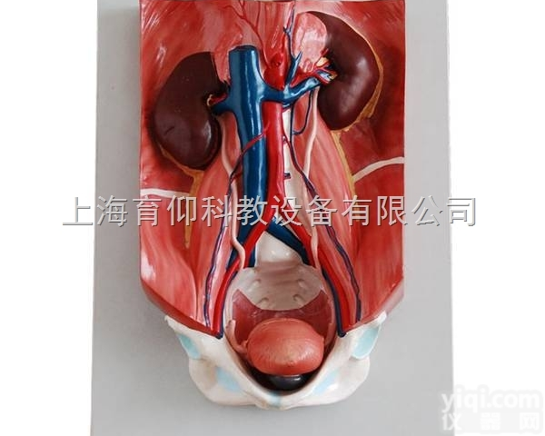 <em>泌尿</em>系统模型|<em>泌尿</em>生殖系统模型