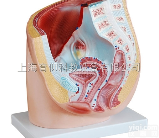 <em>女性</em>矢状解剖模型（1件）|<em>泌尿</em>生殖<em>系统</em>模型