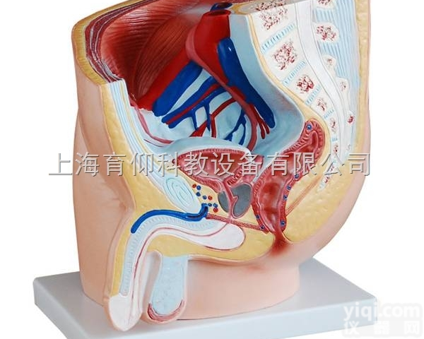 男性<em>盆腔</em><em>正中</em>矢状<em>解剖</em>模型（1件）|泌尿生殖系统模型