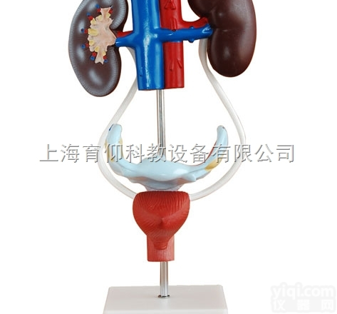 女性<em>泌尿</em>生殖系统解剖模型|<em>泌尿</em>生殖系统模型
