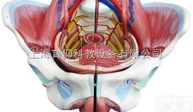 高级女性骨盆附<em>生殖</em>器与血管神经模型|<em>泌尿</em><em>生殖</em><em>系统</em>模型