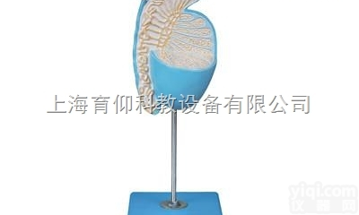 睾丸解剖放大<em>模型</em>|<em>泌尿</em>生殖<em>系统</em><em>模型</em>