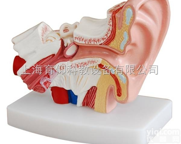 小型耳解剖放大模型（1.5倍大）|<em>脉管感觉系统模型</em>