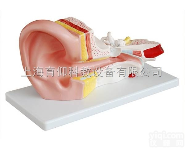 耳解剖模型（3倍）|<em>脉管感觉系统模型</em>