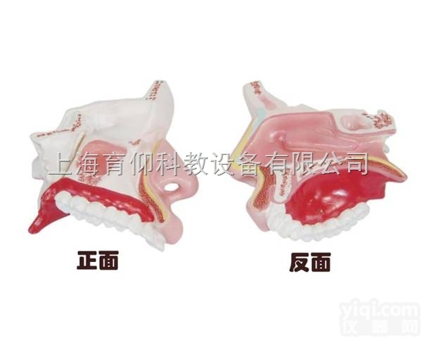 鼻腔解剖模型|<em>脉管感觉系统模型</em>