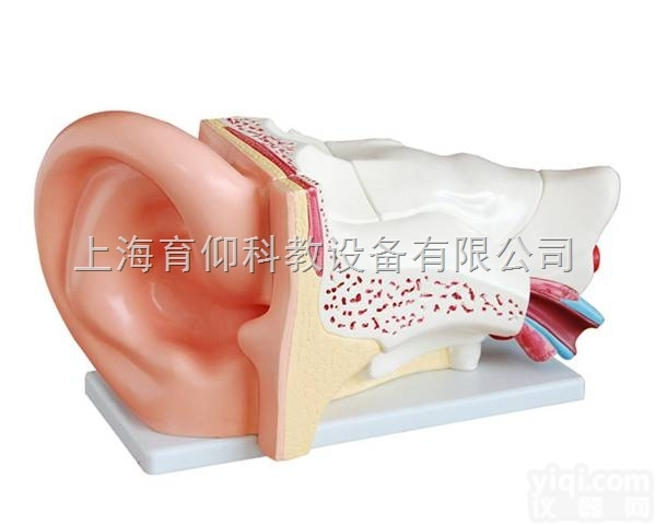 新型<em>大耳</em><em>解剖</em>放大模型（5倍）|脉管感觉系统模型