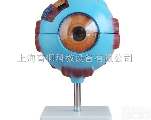 眼球放大模型|<em>脉管感觉系统模型</em>