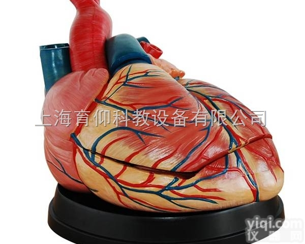 新型心脏解剖放大模型|<em>脉管感觉系统模型</em>