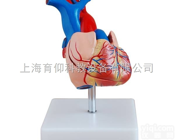 自然大心脏解剖模型|<em>脉管感觉系统模型</em>