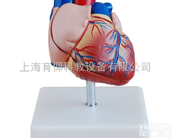 新型自然大心脏解剖模型|<em>脉管感觉系统模型</em>