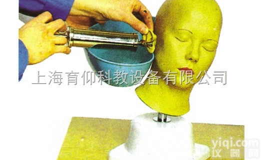 高级耳部冲洗模型|<em>临床诊断实训模型</em>