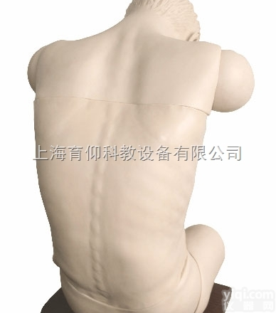 高级综合<em>穿刺术</em>技能训练模拟人（前倾坐位）|临床诊断实训<em>模型</em>