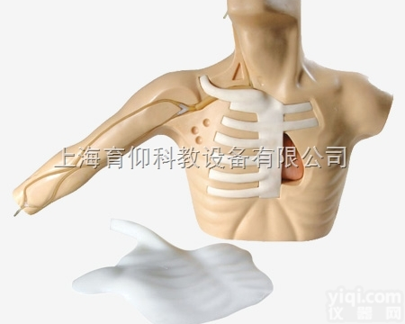 外周穿刺、ZX静脉穿刺插管模型|<em>临床诊断实训模型</em>