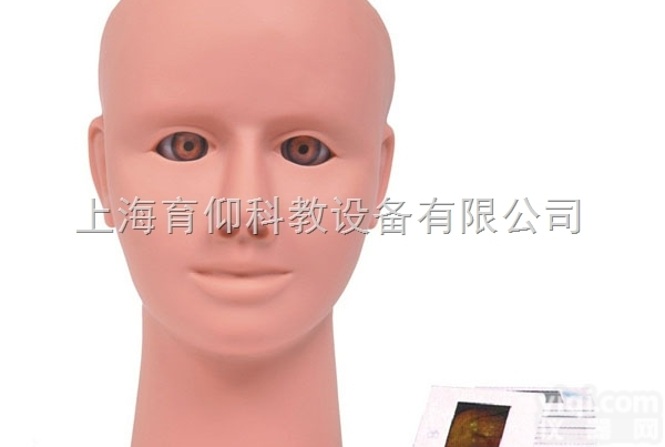 高级眼内视网膜病变<em>检查</em><em>模型</em>|临床<em>诊断</em>实训<em>模型</em>