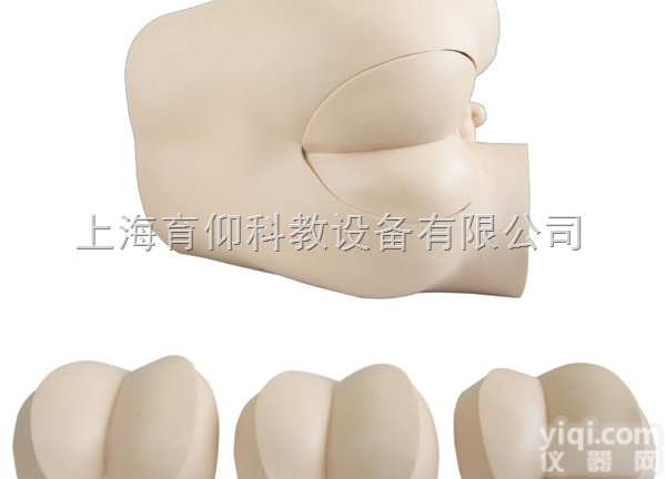 高级直肠指诊检查模型|<em>临床诊断实训模型</em>