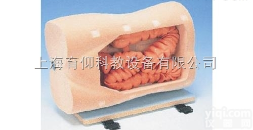 结肠镜检查<em>训练</em><em>模型</em>|临床<em>诊断</em>实训<em>模型</em>