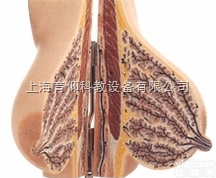 <em>静止</em>期女性乳房<em>解剖</em><em>模型</em>|妇产胎儿技能训练<em>模型</em>