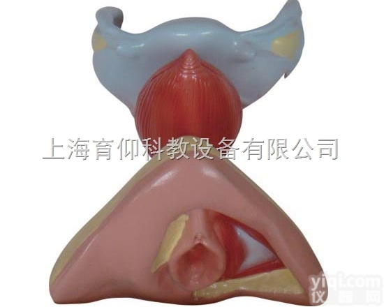 女性内外<em>生殖</em>器<em>模型</em>|妇产胎儿技能训练<em>模型</em>