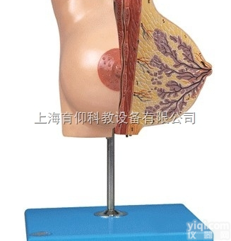 <em>哺乳期</em>女性乳房解剖模型|妇产胎儿技能训练模型