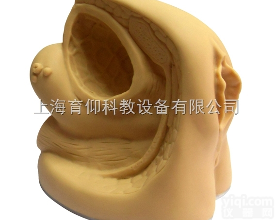 女性内外生殖器及<em>导尿</em>模型|<em>护理</em>训练模型