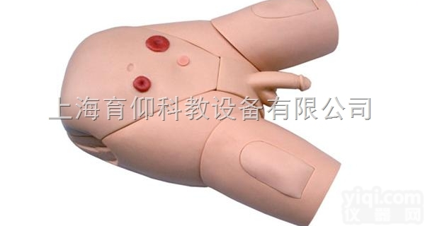 女性<em>导尿</em>示教<em>模型</em>|护理训练<em>模型</em>