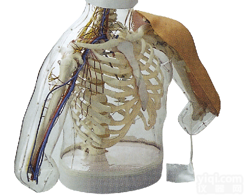 高级上臂肌肉<em>注射</em>及对比<em>模型</em>（带检测警示系统）|护理训练<em>模型</em>