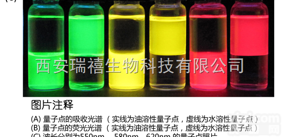 InP-ZnS<em>磷化铟</em>-<em>硫化锌</em>半导体量子点 分子标记（荧光探针）