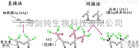 免疫<em>荧光</em>染色实验<em>外包</em>