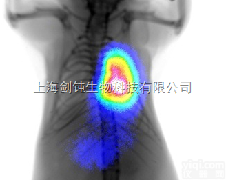 <em>小鼠活体成像</em>实验外包