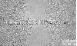 上海<em>细胞划痕实验</em>外包.