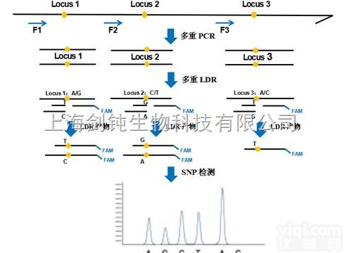 <em>SNP</em><em>检测</em>实验外包