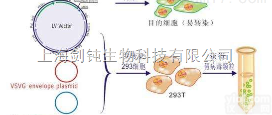 过<em>表达</em>慢<em>病毒</em>构建及<em>包装</em>实验外包