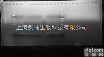 上海<em>普通</em>电泳<em>PCR</em>实验外包