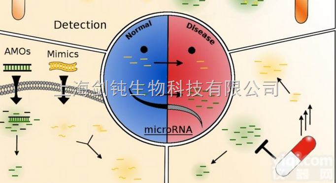 <em>microRNA</em>靶基因验证实验<em>外包</em>